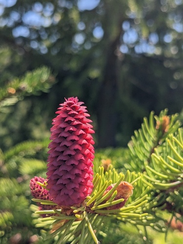 Norway spruce