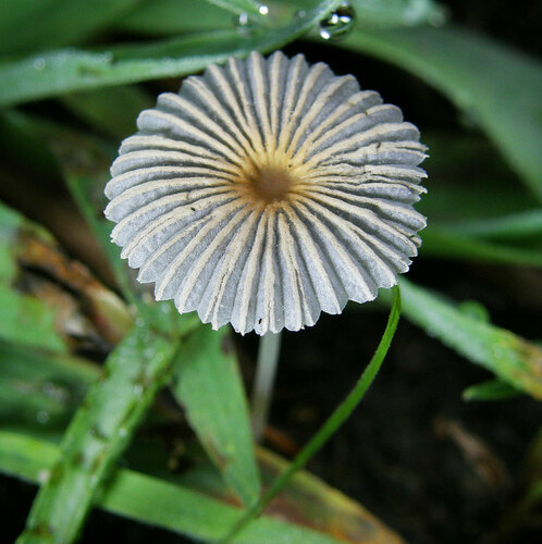 pleated inkcap