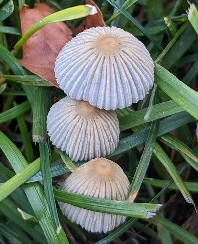 pleated inkcap