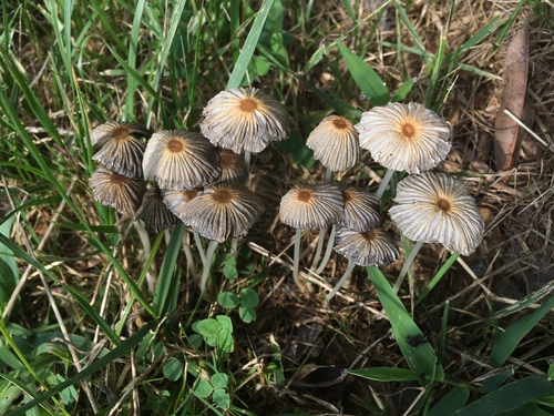 pleated inkcap