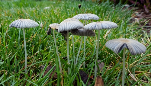 pleated inkcap