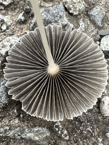 pleated inkcap