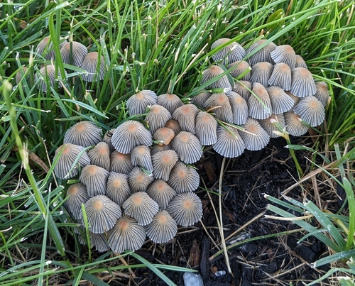 pleated inkcap
