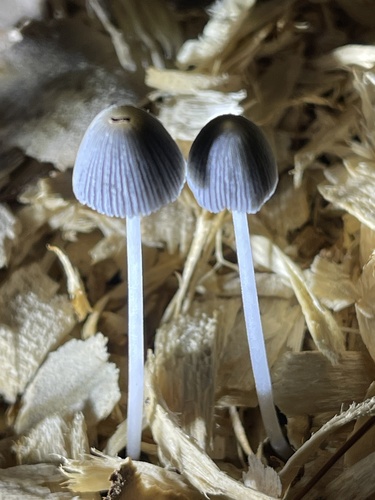 pleated inkcap