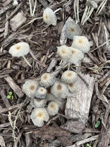 pleated inkcap
