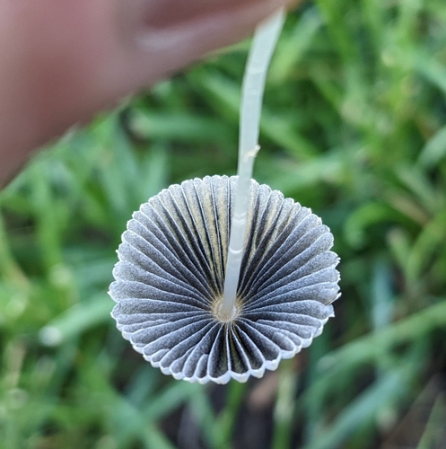 pleated inkcap
