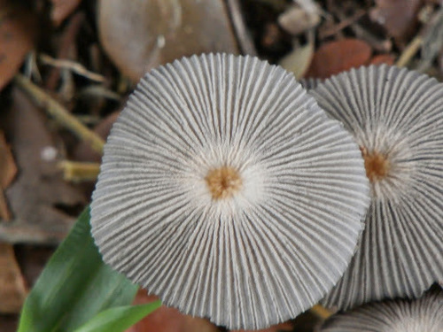 pleated inkcap