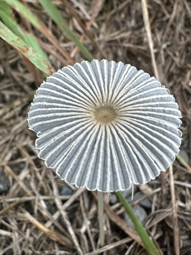pleated inkcap