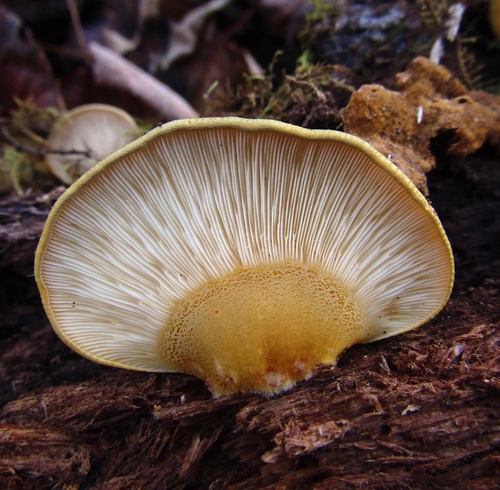 Late Oyster