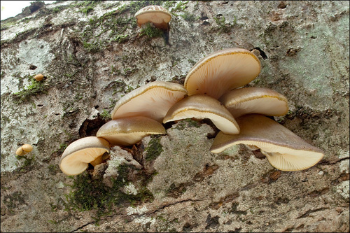 Late Oyster