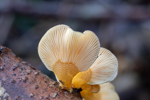Late Oyster