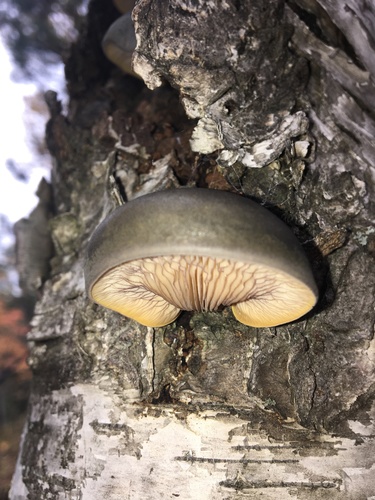 Late Oyster