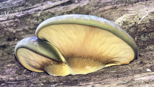 Late Oyster