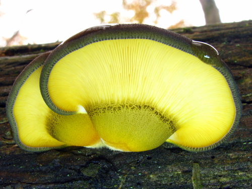 Late Oyster