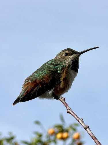 Allen's Hummingbird