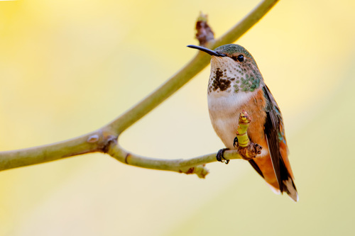 Allen's Hummingbird