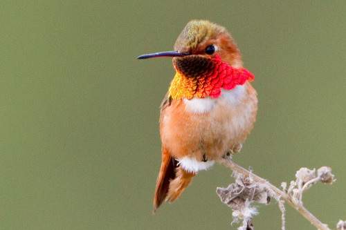 Allen's Hummingbird
