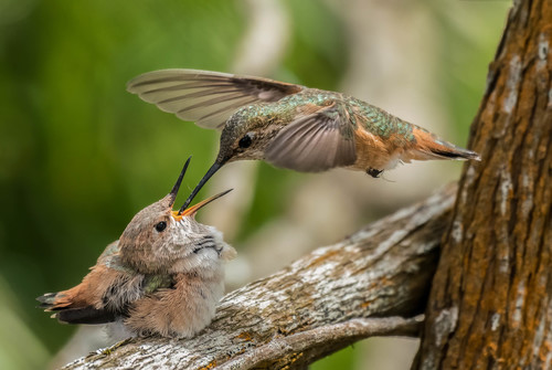 Allen's Hummingbird