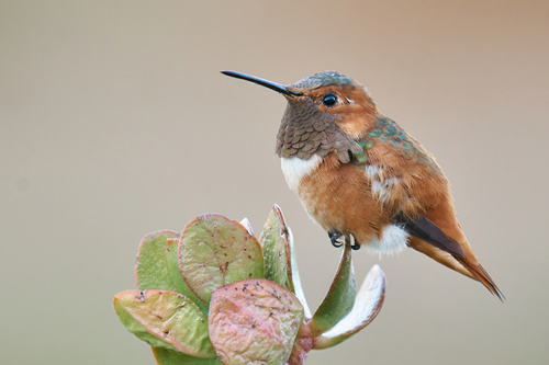 Allen's Hummingbird