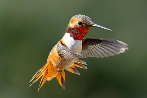 Allen's Hummingbird