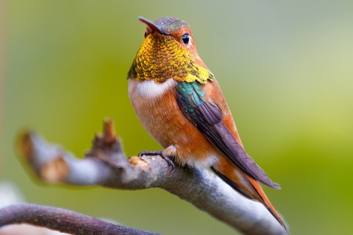 Allen's Hummingbird