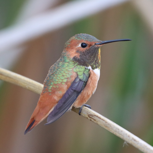 Allen's Hummingbird