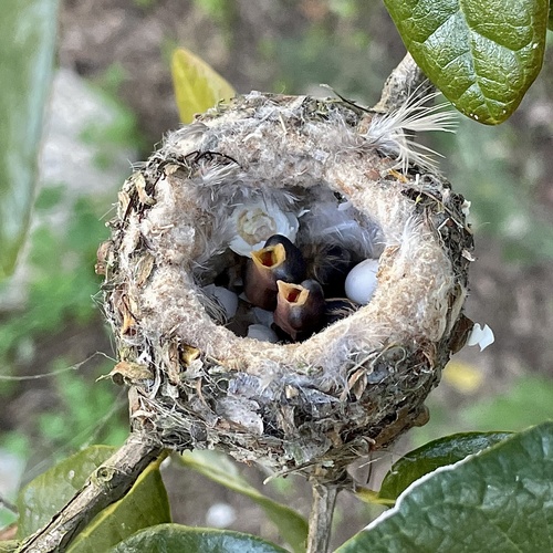 Allen's Hummingbird