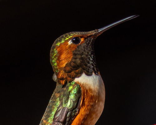 Allen's Hummingbird