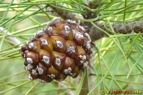 Stone pine