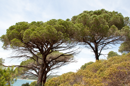 Stone pine
