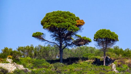 Stone pine