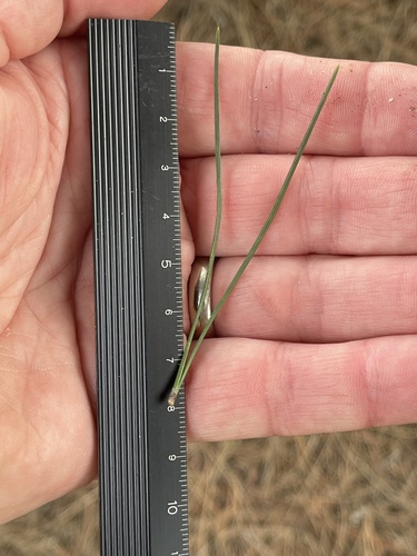 Stone pine
