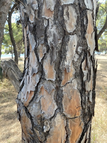 Stone pine