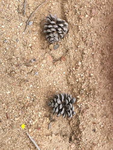 Stone pine