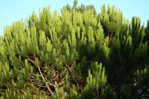 Stone pine