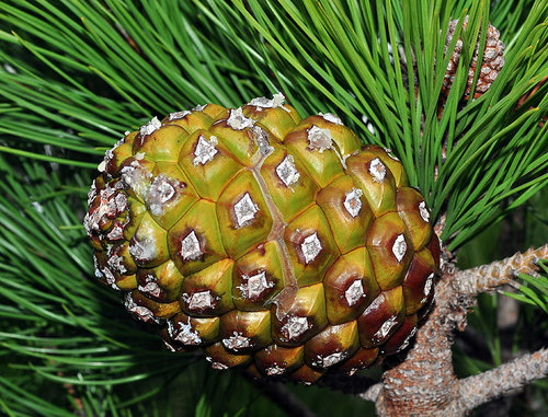 Stone pine