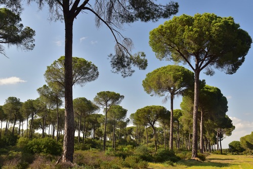 Stone pine