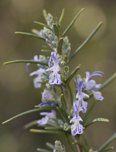 Rosemary