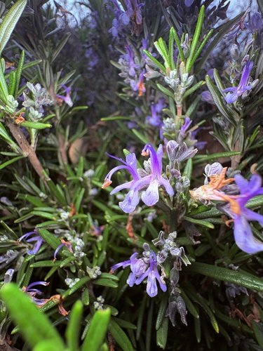 Rosemary