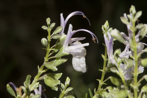 Rosemary
