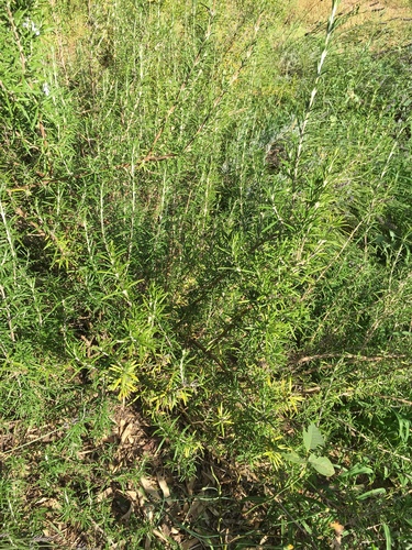 Rosemary