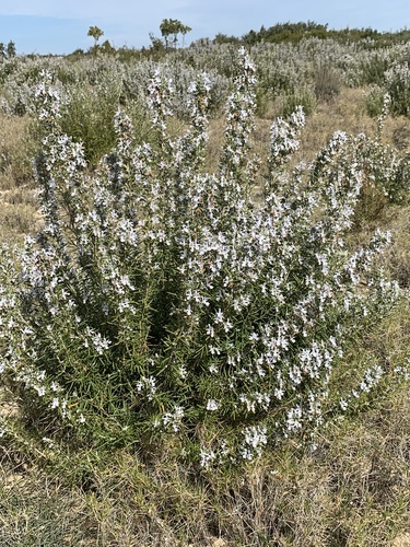 Rosemary