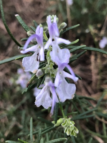 Rosemary