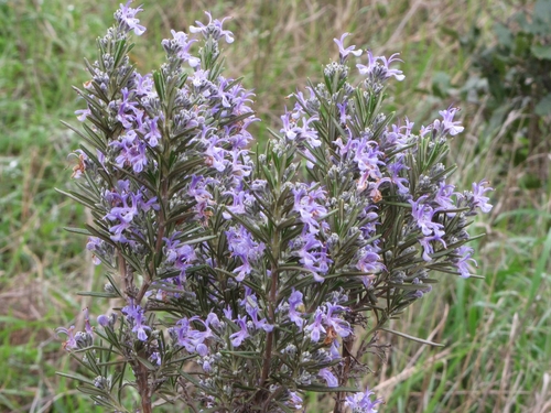 Rosemary