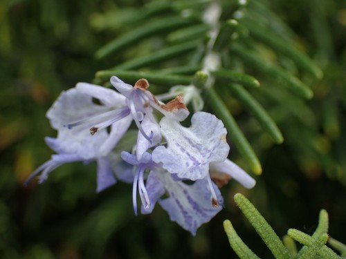Rosemary