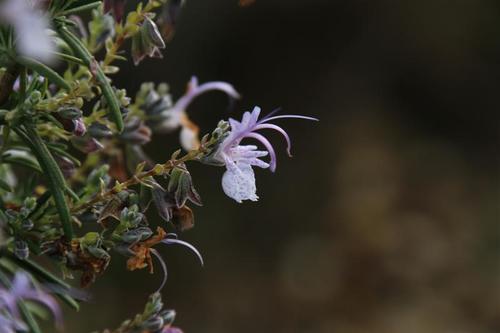 Rosemary