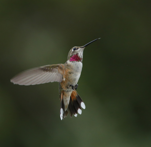 Broad-tailed Hummingbird