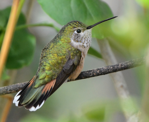 Broad-tailed Hummingbird