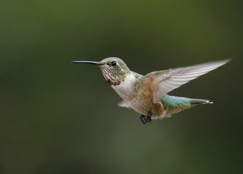 Broad-tailed Hummingbird