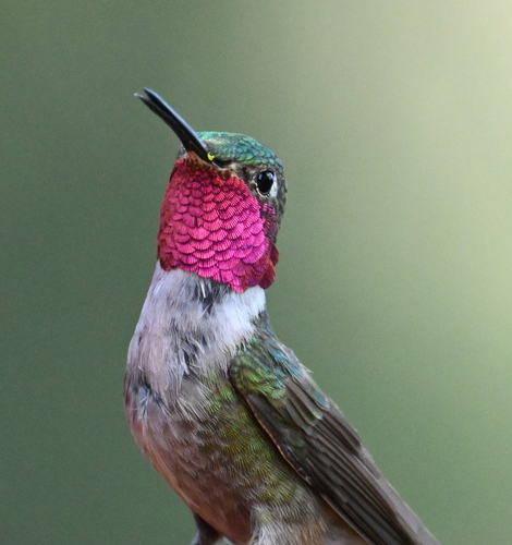 Broad-tailed Hummingbird